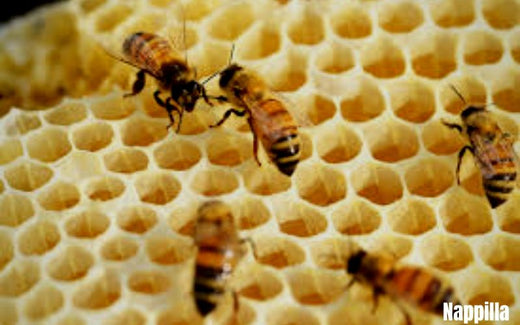 Canadian Beeseal | Leather Conditioner